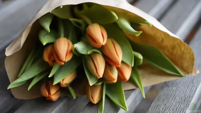 Tulpen in der Vase richtig pflegen - So bleibt die Freude länger
