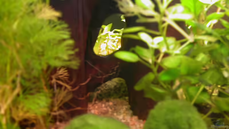 Tunnel in der linken Wurzel von Susanne Schmohl (25)