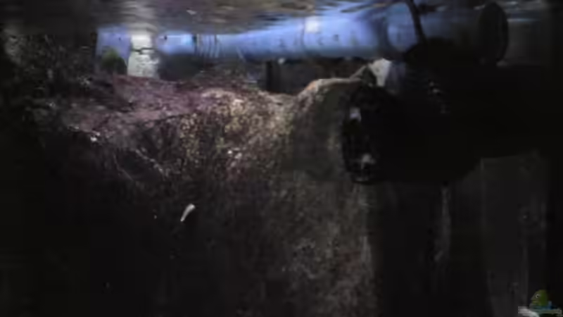 Tunze 6025 von Der Schwabe (11)