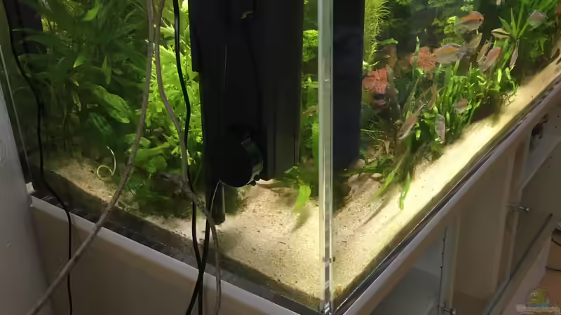 Tunze Comline 3168 nebst Monstera Luftwurzeln von schmitzkatze (5)