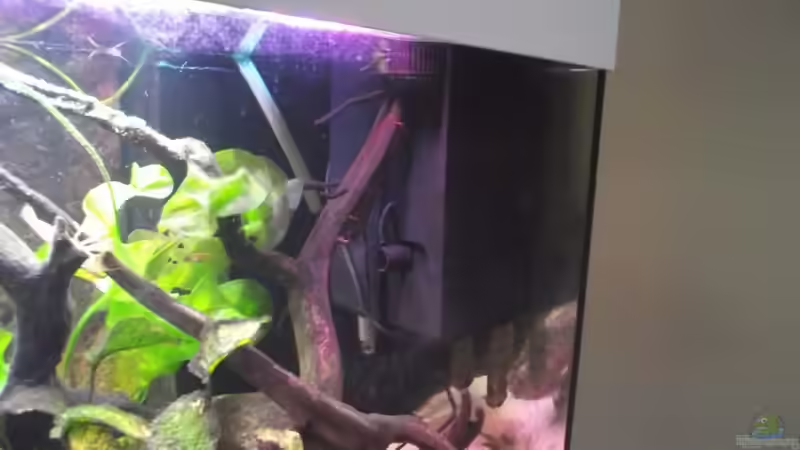 Tunze Comline Filter mit Bio Hydro Reaktor 2X im Becken vorhanden von Dr. Manhattan (35)