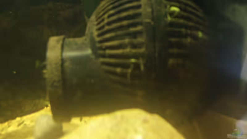 Tunze im Aquarium von Keathkliff (13)