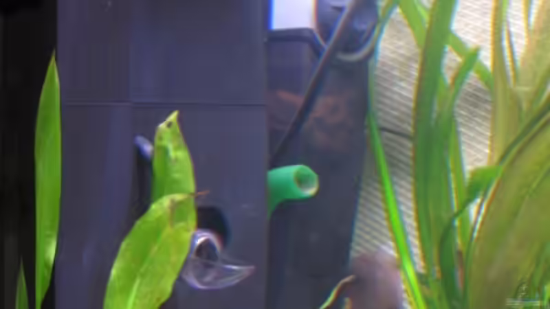 Tunze Innenfilter und Aquael Strömungspumpe von Klaus Hagemann (11)