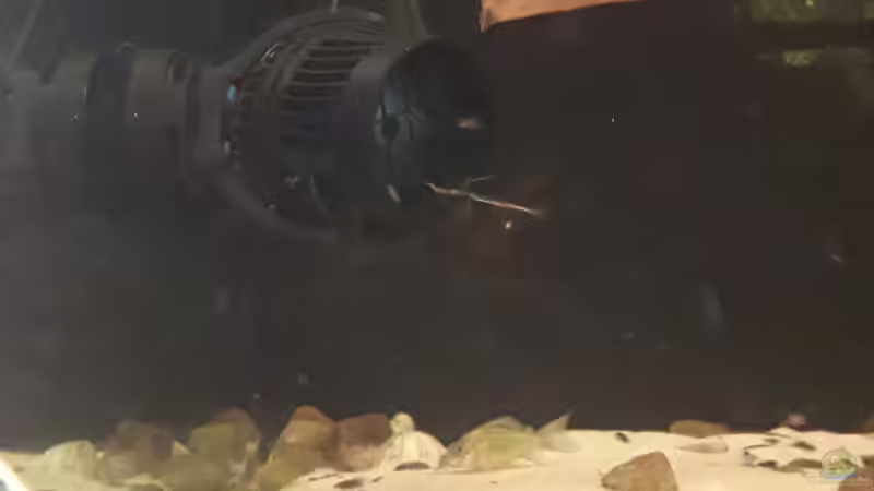 Tunze Nanostream 6095 von Fichte (92)