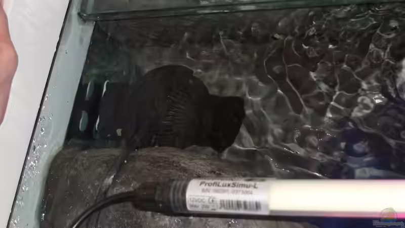 Tunze Nanostream hinter künstlichen Felsen versteckt, von vorne nicht sichtbar. von Matoba (31)