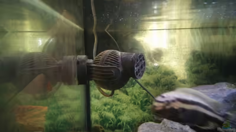 Tunze Strömungspumpe auf der linken Seite,in verschiedenen langen Zeitabständen von Wasserfest ;-) (22)