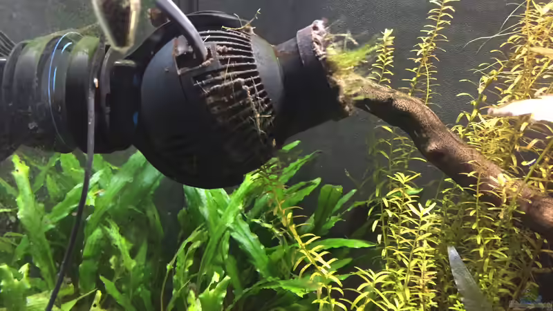 Tunze Strömungspumpe von Danny (37)