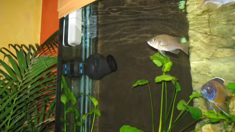 Tunze Strömungspumpe von MAGNUM (15)