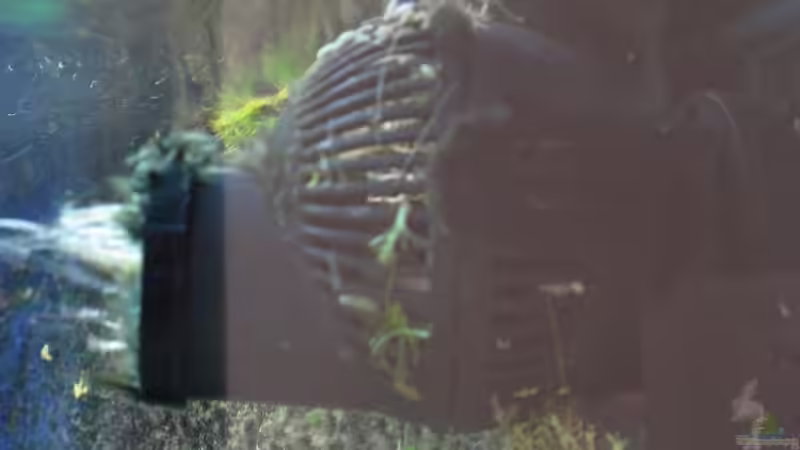 Tunze von Cali20 (11)