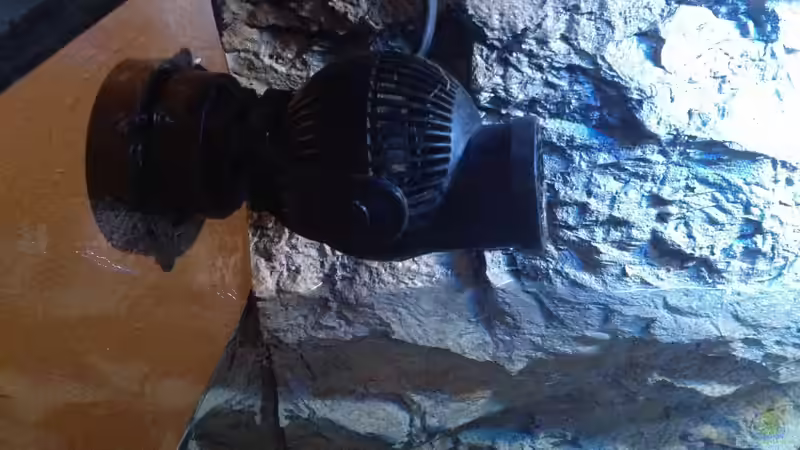 Tunze von der Steirer (112)