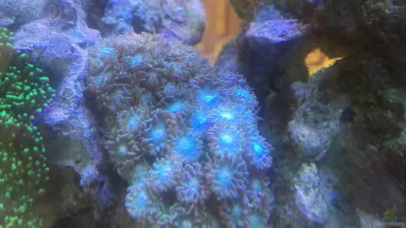 Turbinaria peltata von OperatorD (11)