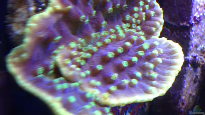 Turbinaria reniformis von Frank Haipeter (14)