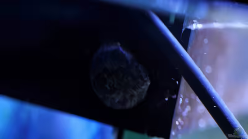 Turbo chrysostomus ??? Turbanschnecke von Micha (73)