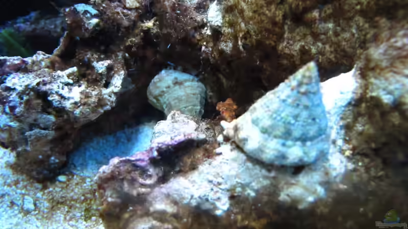 Turbo Schnecken :-) von Haens84 (34)