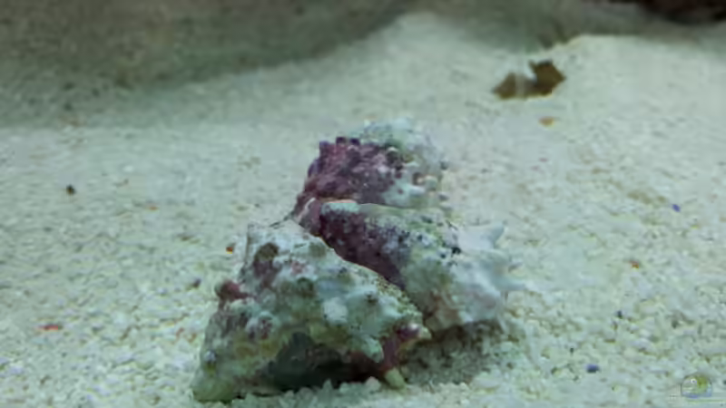 Turboschnecke - Tectus fenestratus von Christian Höse (36)