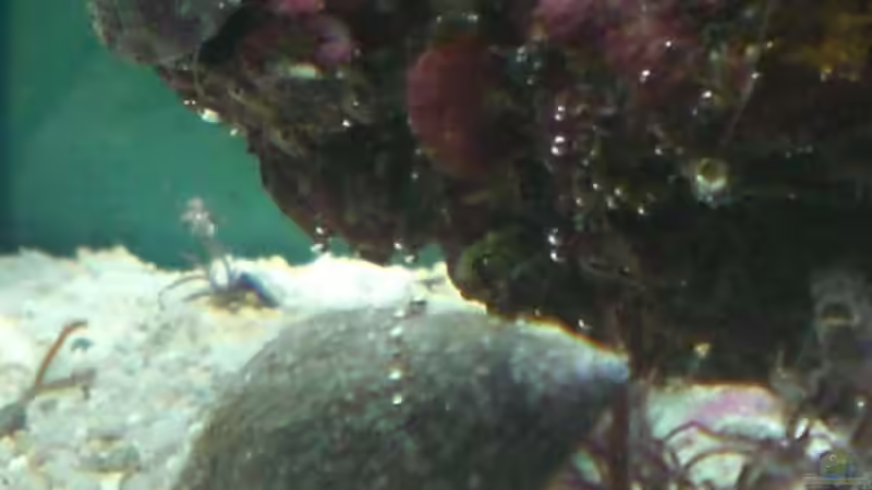 Turboschnecke von Maverick0815 (11)