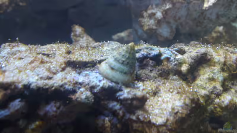 Turboschnecken von Klaus M. (17)