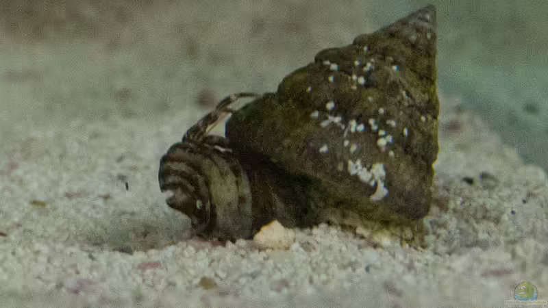 Turboschnecken von mmbm78 (29)