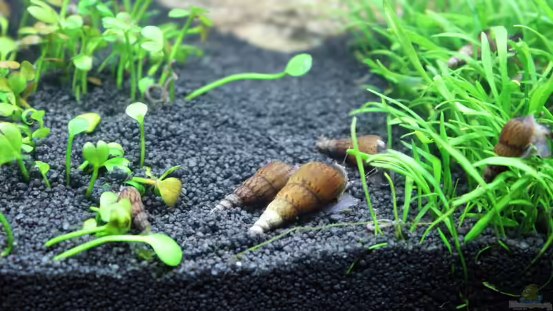 Turmdeckelschneckde von SouthAmerica (27)