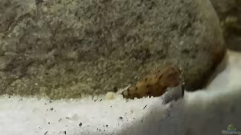 Turmdeckelschnecke,  braun, ca. 4 cm lang werdend, mit max. 1,5 cm Durchmesser (Bezeichnung?) von mikeschchaos (13)