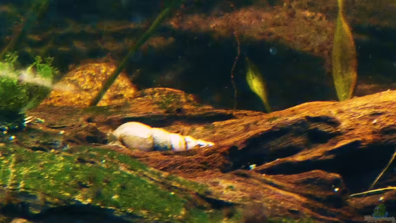 Turmdeckelschnecke  von René L. (20)