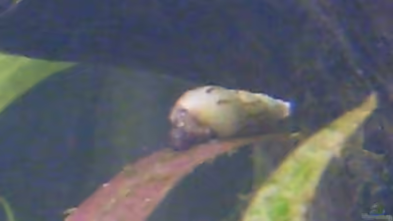 Turmdeckelschnecke (TDS) (4.6.2008) von Domi (30)