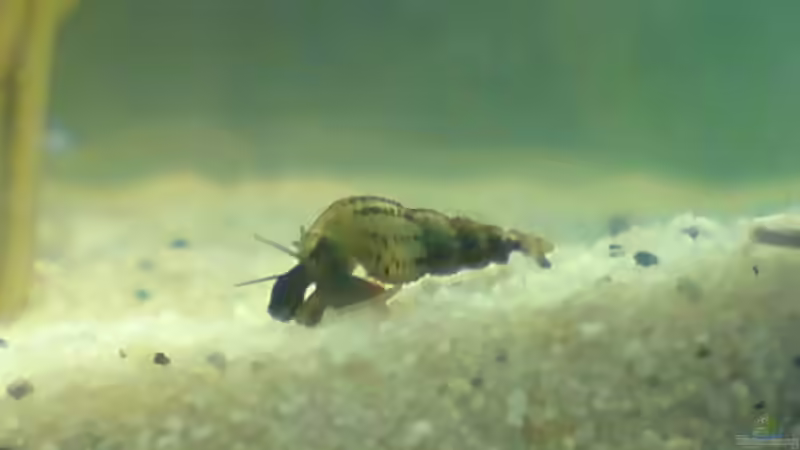 Turmdeckelschnecke von Aquariumfan93 (8)