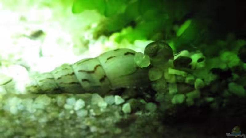 Turmdeckelschnecke von cammarus (13)