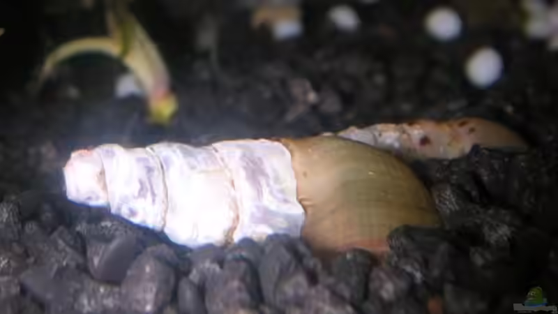 Turmdeckelschnecke von Christina Geßner (7)