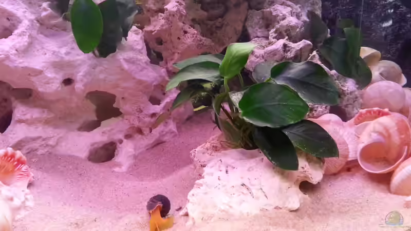 Turmdeckelschnecke von Daniel Kastner (29)