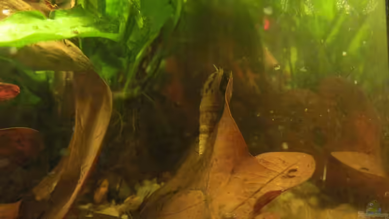 Turmdeckelschnecke von Der Bergzower (7)