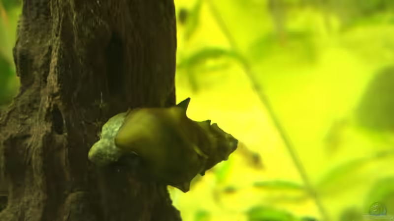 Turmdeckelschnecke von Embasch (23)