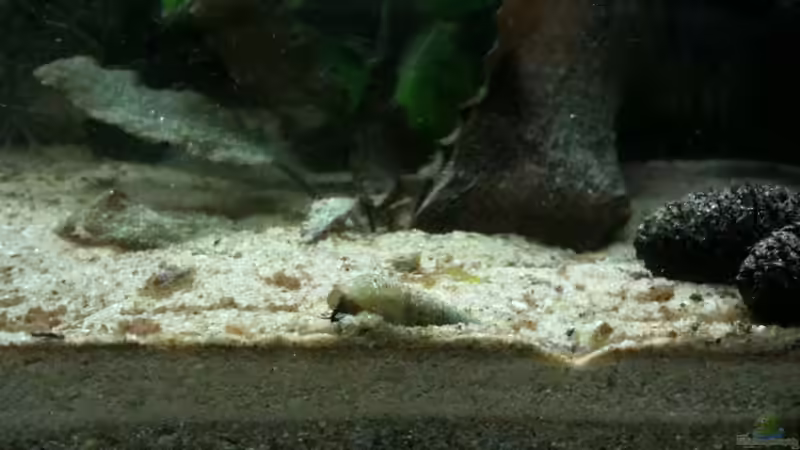 Turmdeckelschnecke von Exotist (47)