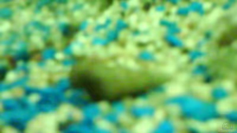 Turmdeckelschnecke von Janik Ruser (13)