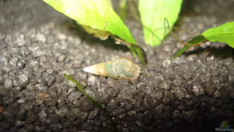 Turmdeckelschnecke von Lukas Szewczyk (12)