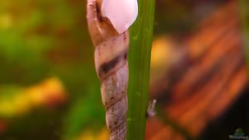 Turmdeckelschnecke von njio (6)