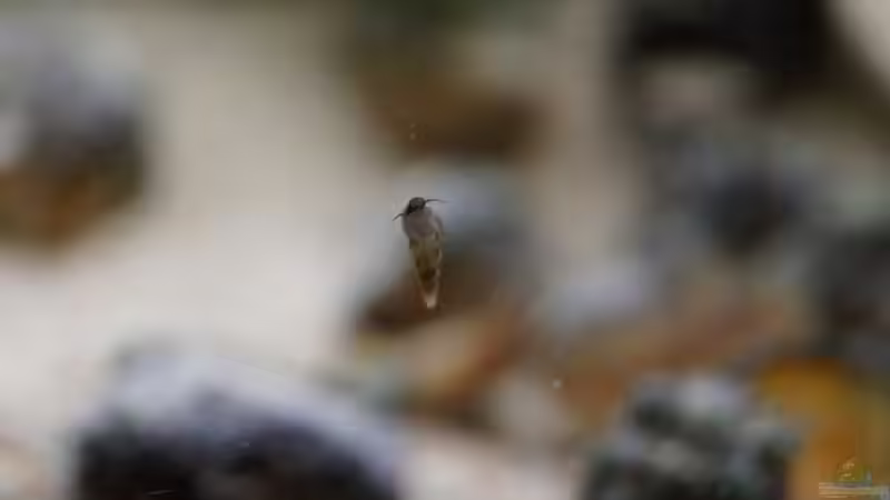 Turmdeckelschnecke von Raphi (23)