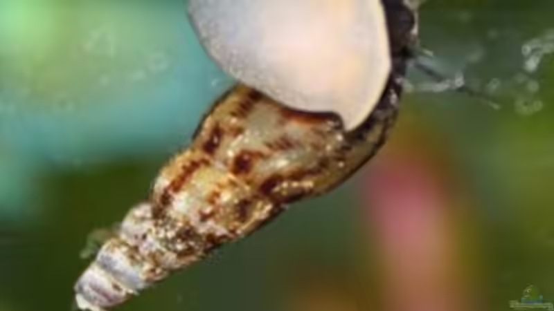 Turmdeckelschnecke von Sabrina (10)