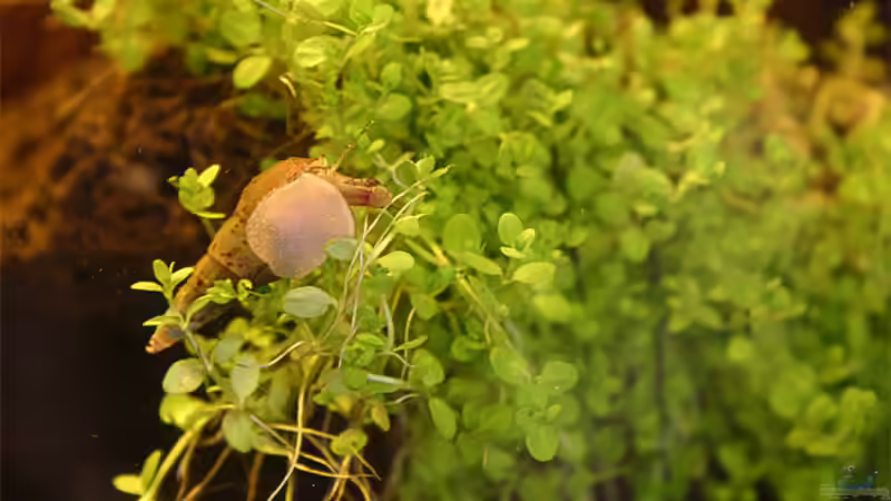 Turmdeckelschnecke von senf.. (10)