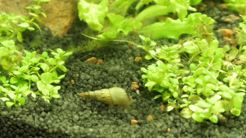 Turmdeckelschnecke von SouthAmerica (75)