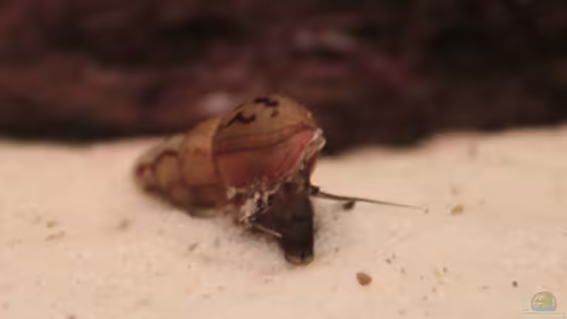 Turmdeckelschnecke von Stefan Hartl (16)