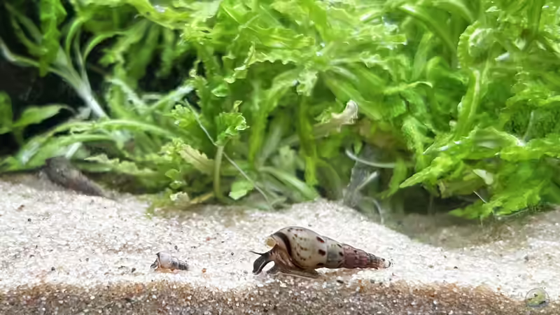 Turmdeckelschnecke von Thilo (32)