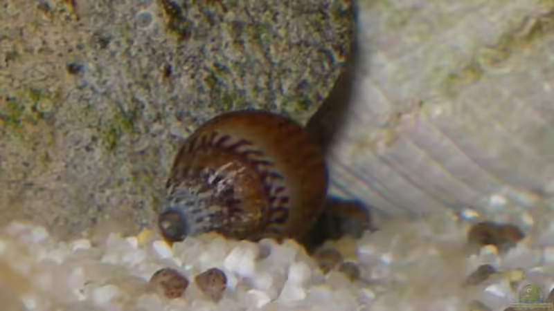 turmdeckelschnecke von Thomas Wiesner (12)