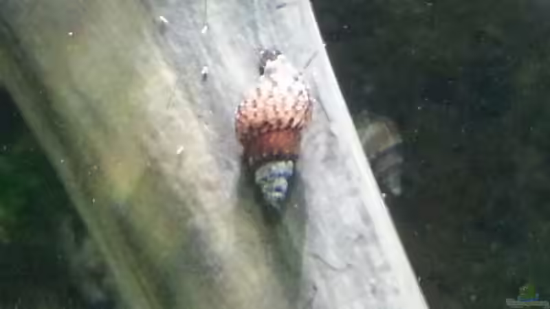 Turmdeckelschnecke von Zomic (34)