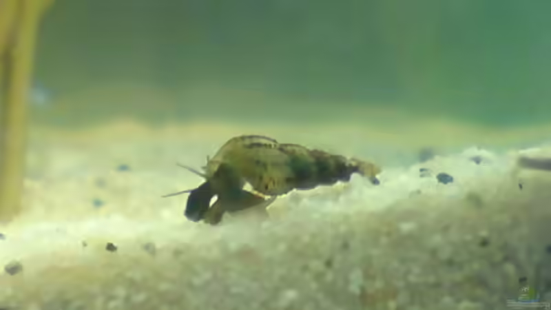 Turmdeckelschnecken: Aquarientiere mit besonderen Aufgaben