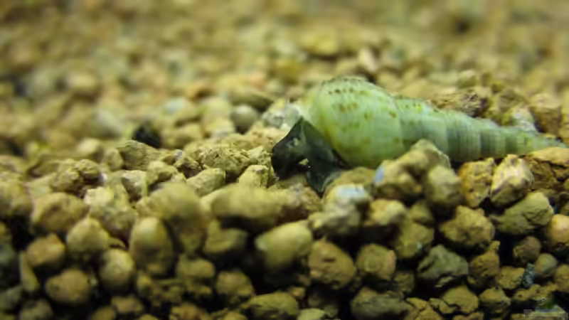 Turmdeckelschnecken: Aquarientiere mit besonderen Aufgaben