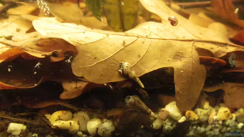 Turmdeckelschnecken: Aquarientiere mit besonderen Aufgaben