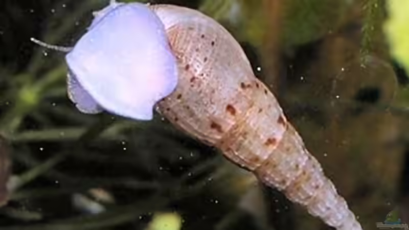 Turmdeckelschnecken: Aquarientiere mit besonderen Aufgaben