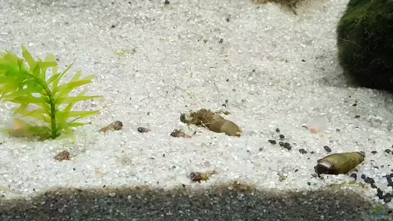 Turmdeckelschnecken von Chris-BluBB (10)