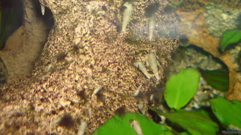 Turmdeckelschnecken von Marcel Beilfuss (9)